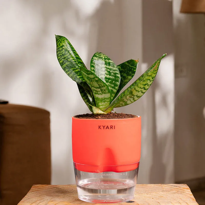 Kyari Sansevieria Snake Plant With Self Watering Pot (Red) - 18 cm media 1