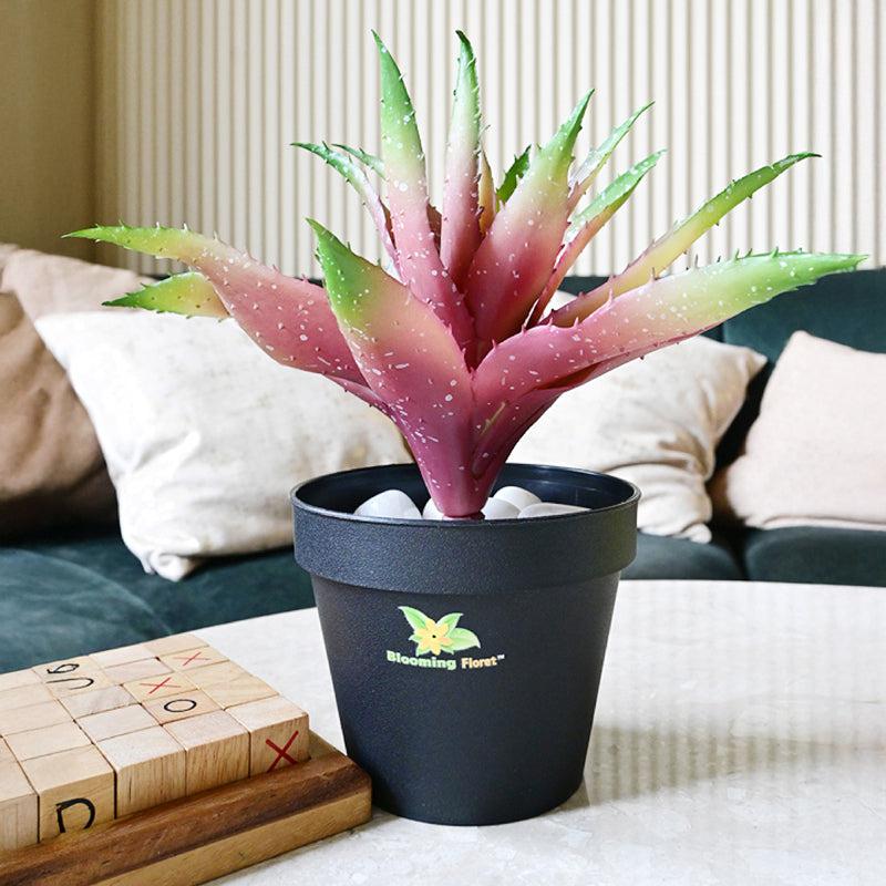 Alvera  Artificial Aloe Vera Plant With Black Plastic Pot (Pink) - 24 cm media 3