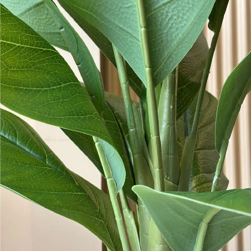 Tourist Banana Plant With Black Plastic Pot - 102 cm (3.3 ft) media 5