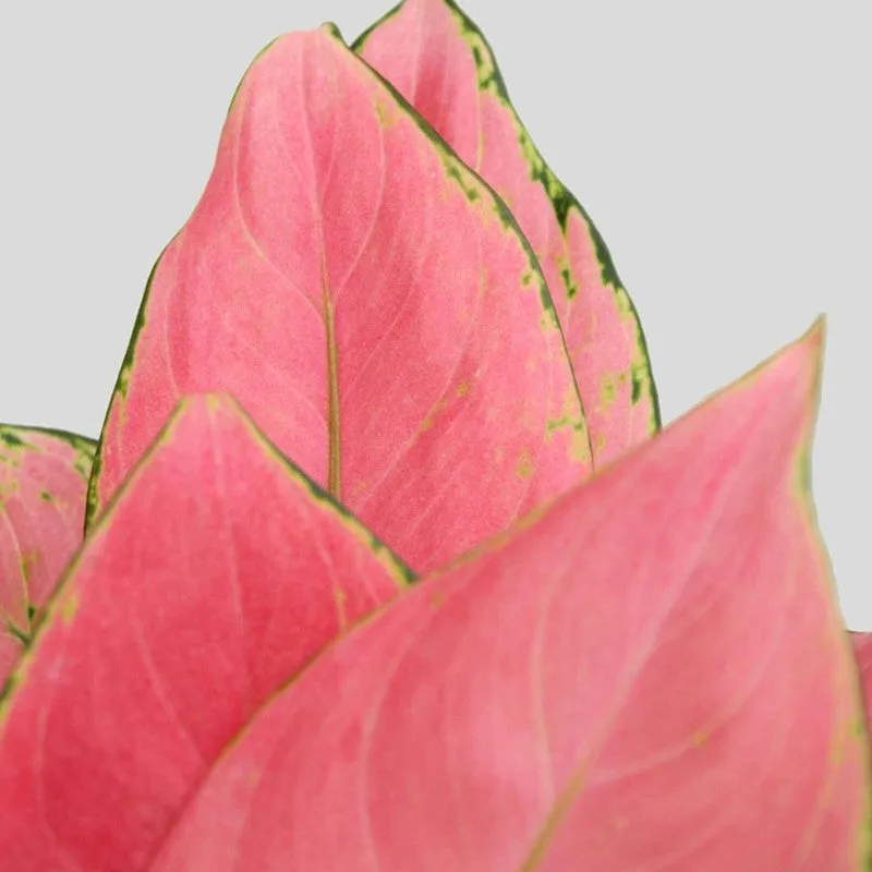 Greenkin Aglaonema & Birkin Live Plants (Maroon) - Set Of Two media 6