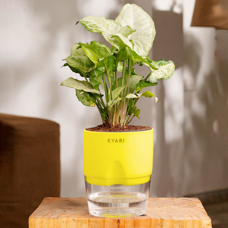 Kyari Syngonium Pixie Plant With Self Watering Pot (Yellow) - 18 cm