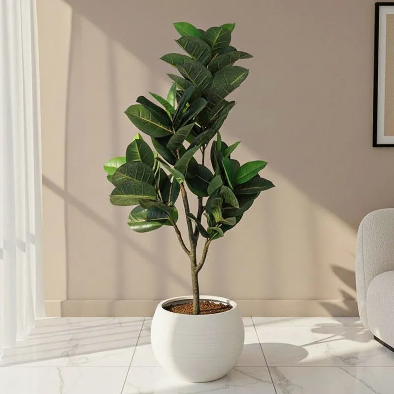 Faux Rubber Plant With Black Plastic Pot media 1