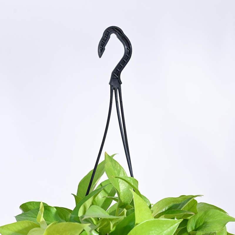 Ugaoo Money Plant Golden With Hanging Pot media 5