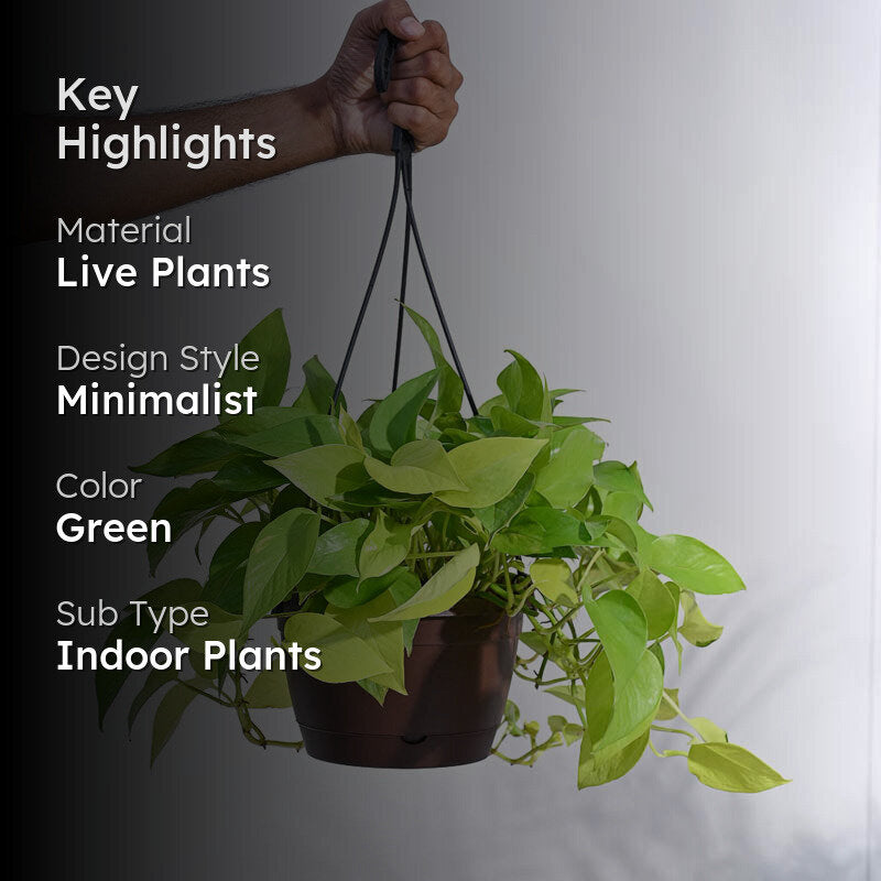 Ugaoo Money Plant Golden With Hanging Pot media 2