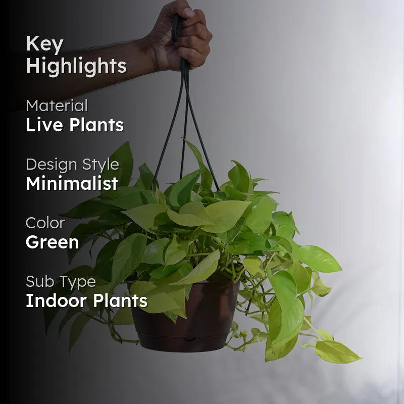Ugaoo Money Plant Golden With Hanging Pot media 2