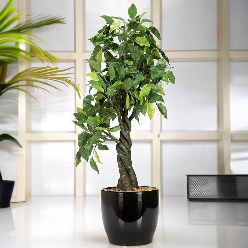 Faux Tall Ficus Bonsai (55 cms) - Green media 2