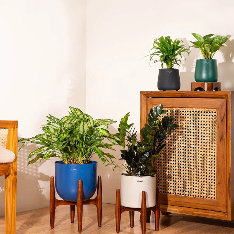 Kyari Black ZZ Plant With Metal Self Watering Pot (Yellow) - 2 Feet media 4