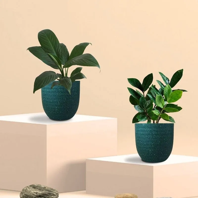Greenkin ZZ & Peace Lily Live Plants (Green) - Set Of Two media 3