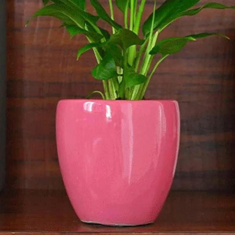 Ugaoo Natures Hum Ceramic Pot - Magenta media 4