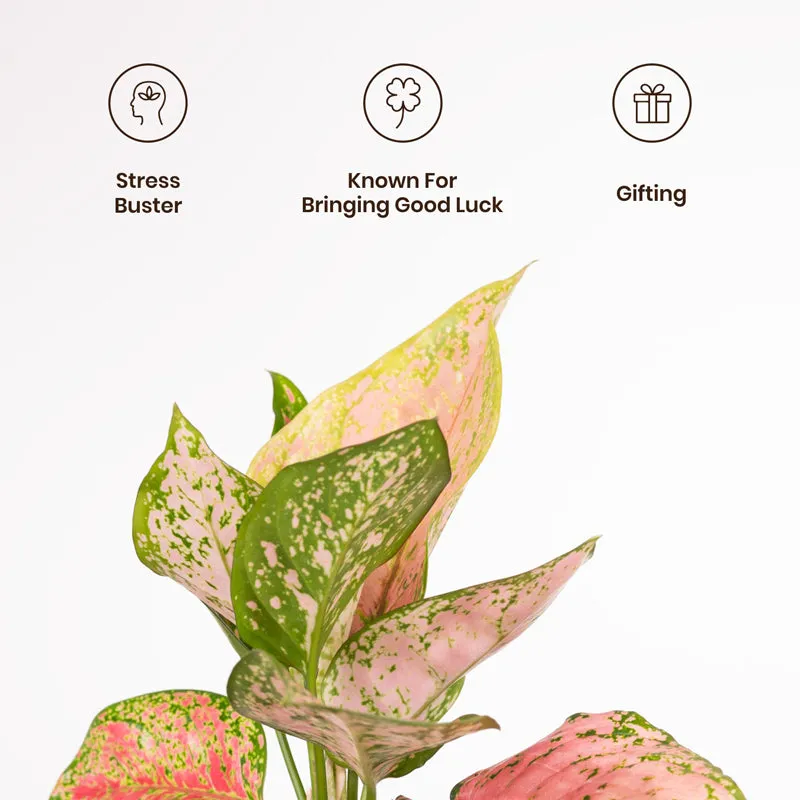 Kyari Aglaonema Pink Valentine Plant With Metal Self Watering Pot - Blue media 3