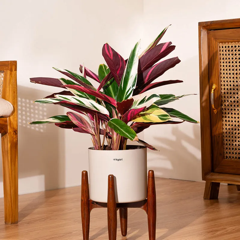 Kyari Calathea Plant With Metal Self Watering Pot (Cream) - 2 Feet media 1