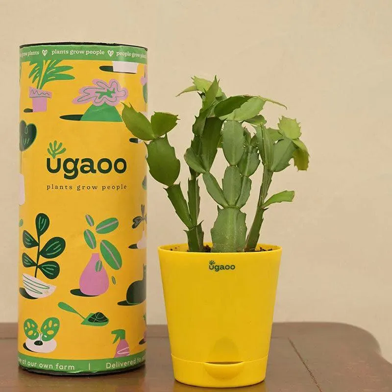 Ugaoo Christmas Cactus With Self Watering Pot media 3