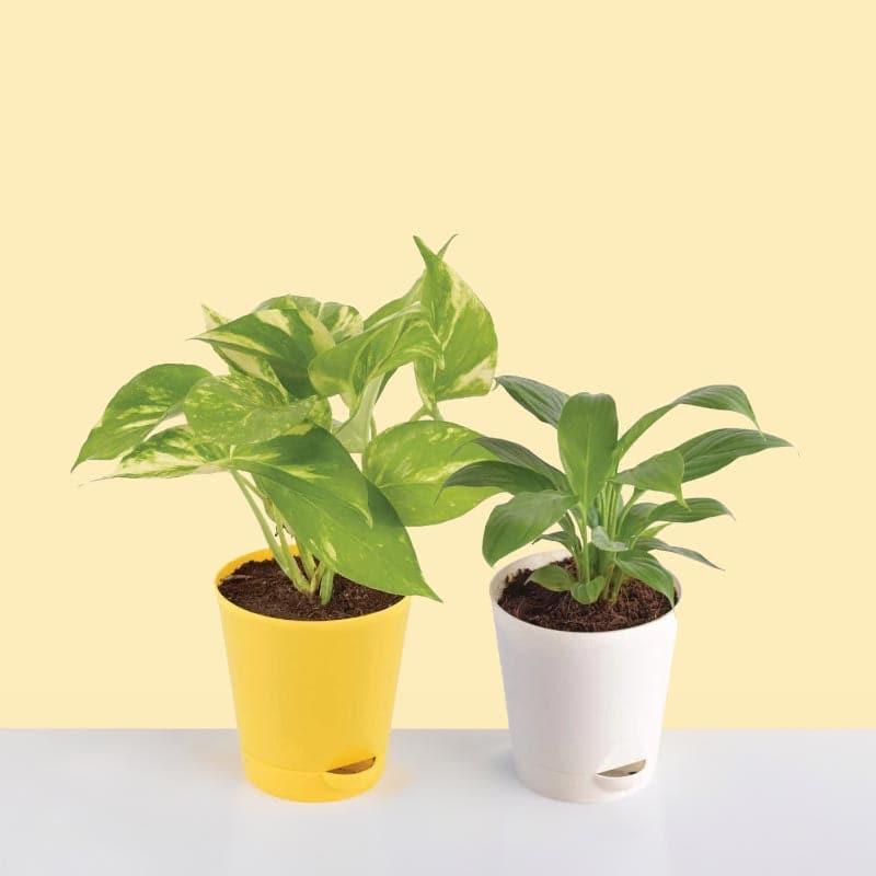 Live Plants