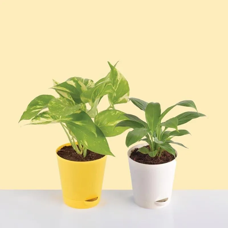 Ugaoo Air Purifier Plants With Pot - Set Of Two media 1