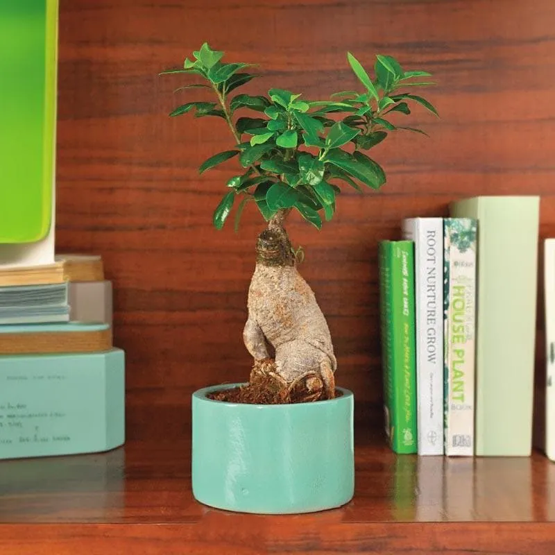 Ugaoo Lilac Stories Ceramic Pot (13.5 CM) - Aqua Green media 3