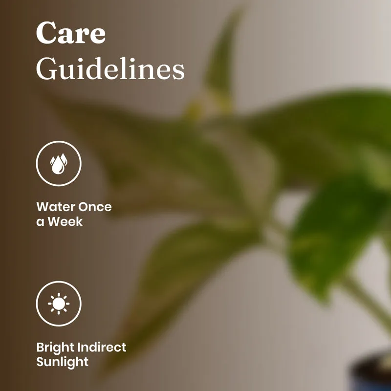 Kyari Money Plant Variegated With Metal Self Watering Pot - Black media 5