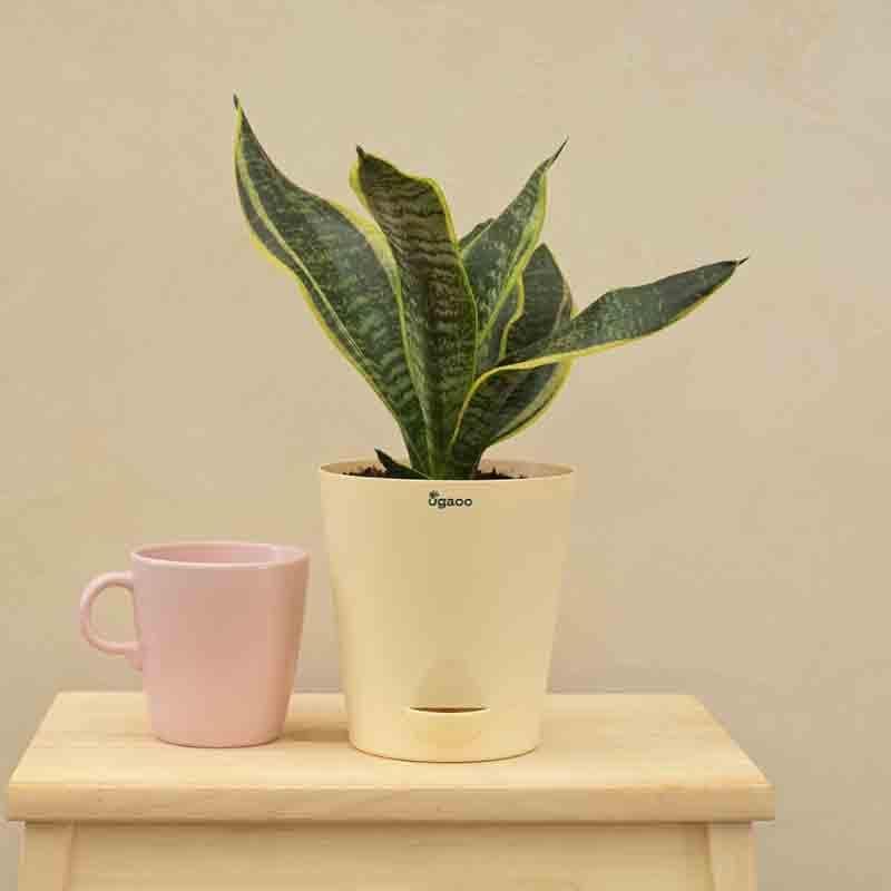 Ugaoo Snake Plant - Futura Superba media 6