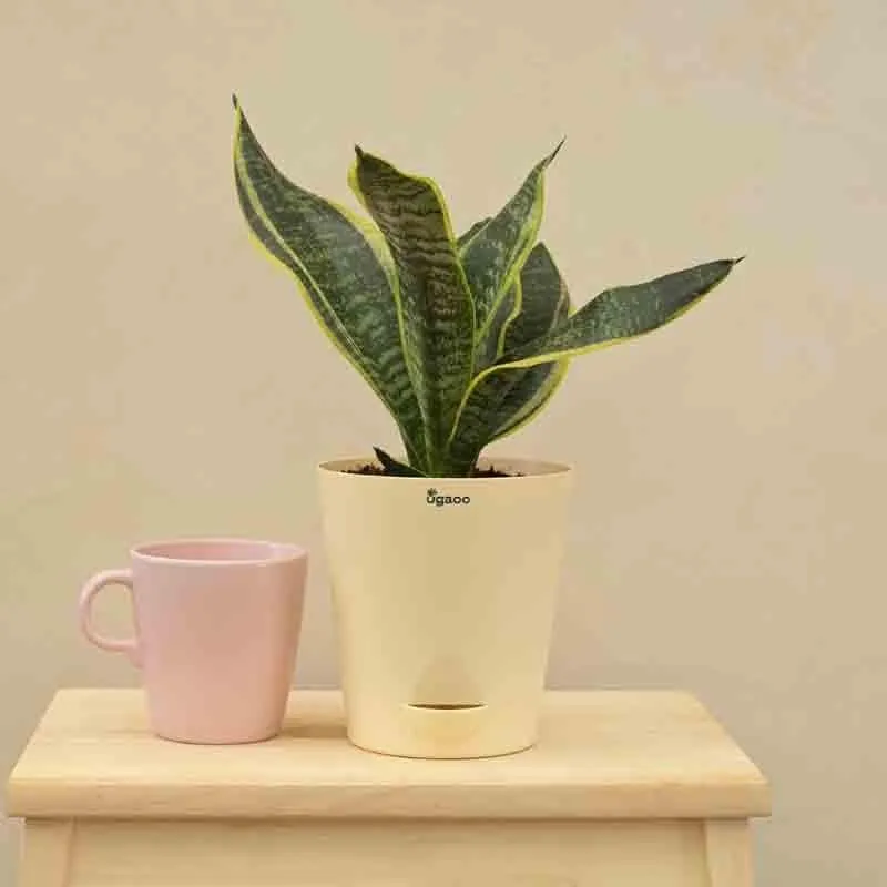 Ugaoo Snake Plant - Futura Superba media 6