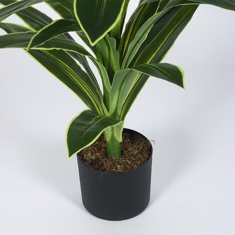 Edena Artificial Dracaena Plant With Black Plastic Pot - 4 Feet media 5