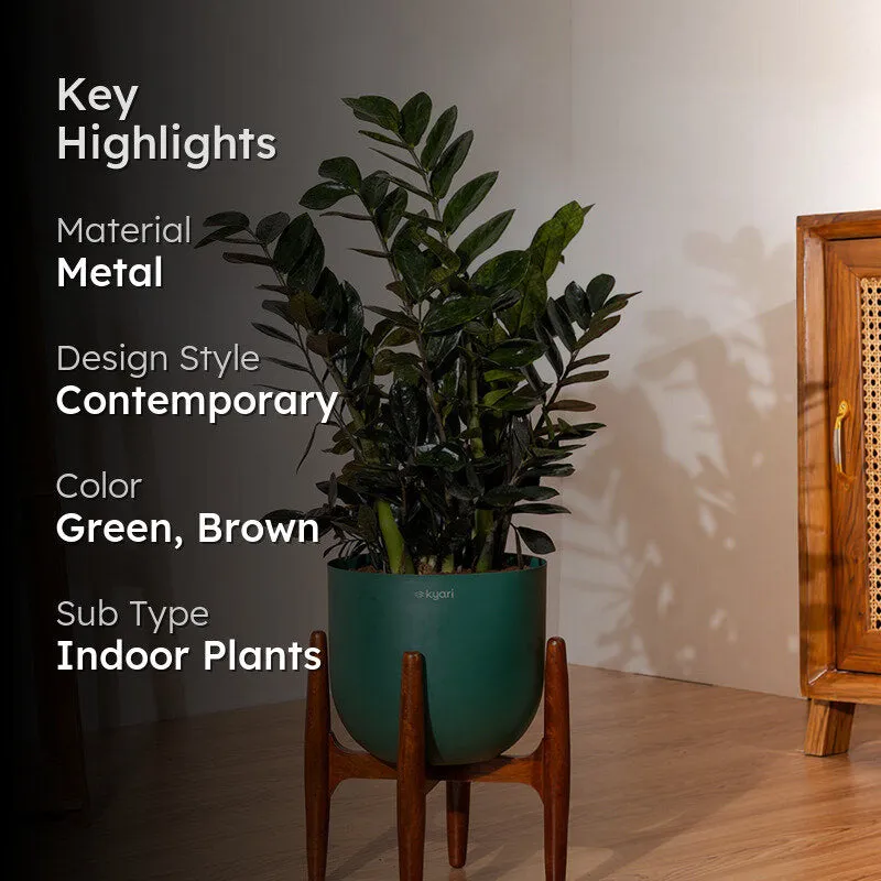 Kyari ZZ Plant With Metal Self Watering Pot (Green) - 2.4 Feet media 2