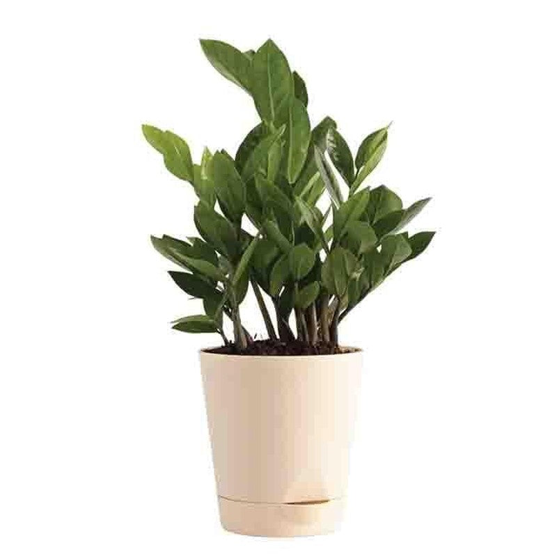 Ugaoo Air Purifying Plant Bundle - ZZ, Peace Lily media 3