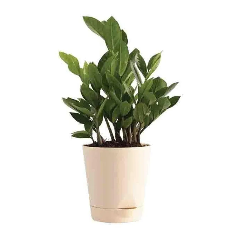 Ugaoo Air Purifying Plant Bundle - ZZ, Peace Lily media 3