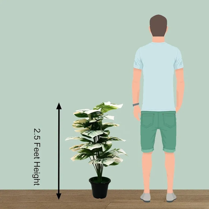 Monstique Artificial Monstera Plant With Black Plastic Pot - 2.5 Feet media 6
