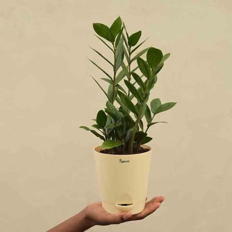 Ugaoo ZZ Plant - Medium media 4
