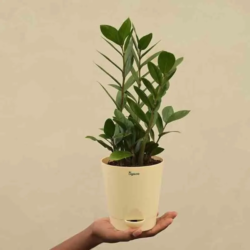 Ugaoo ZZ Plant - Medium media 4