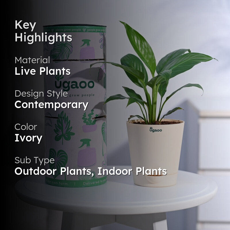 Ugaoo Peace Lily Plant- Small media 2