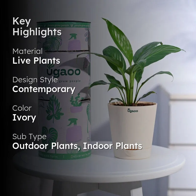 Ugaoo Peace Lily Plant- Small media 2