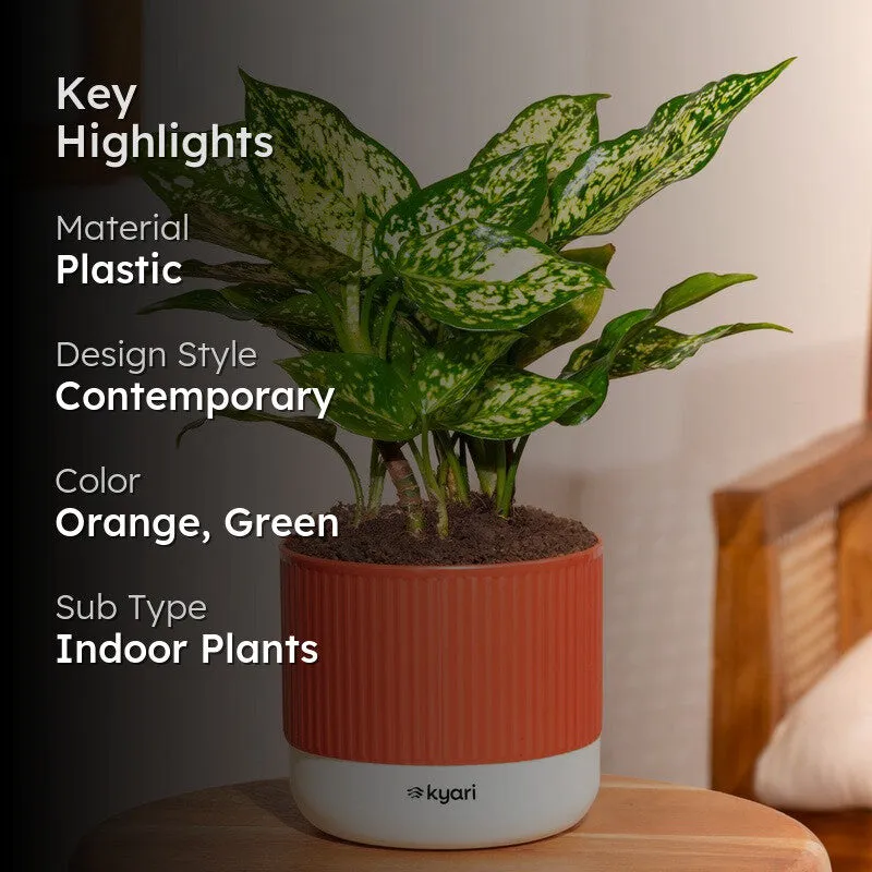 Kyari Agalonema Snow White Plant with Self Watering Pot - Red media 2
