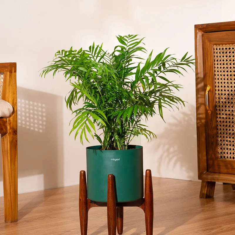 Kyari Areca Palm With Metal Self Watering Pot (Green) - 2.5 Feet media 1
