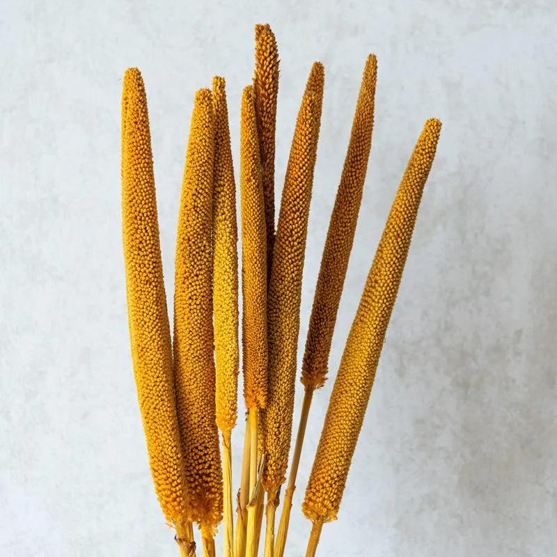 Sival Dried Millet Grass Stick (Yellow) - Set Of Ten media 3