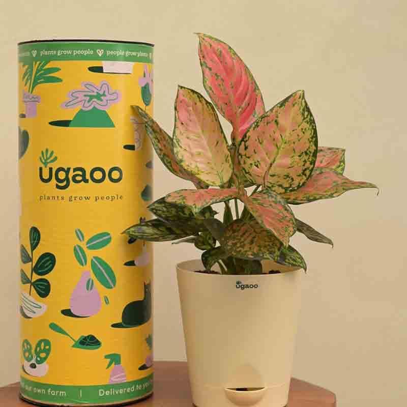 Live Plants