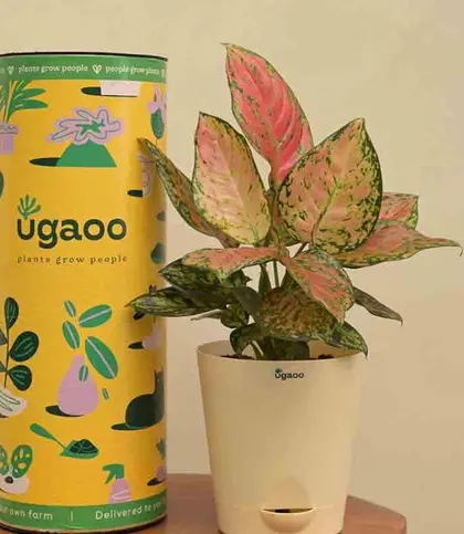 Live Plants