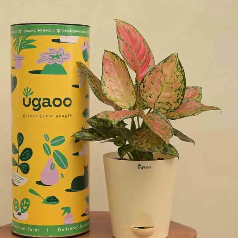 Ugaoo Aglaonema Pink Beauty Plant media 1