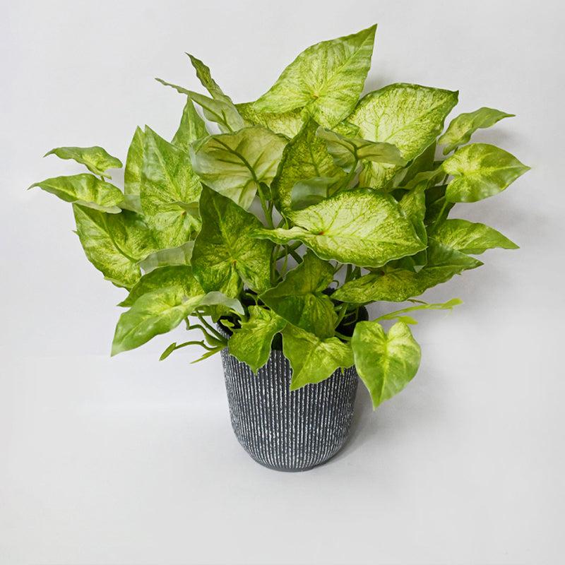 Caladix Artificial Caladium Plant With Black Plastic Pot - 40 cm media 5