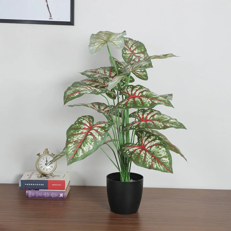 Calena Artificial Caladium With Black Plastic Pot - 2.3 Feet media 3