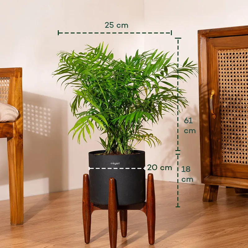 Kyari Areca Palm Plant With Metal Self Watering Pot (Black) media 5