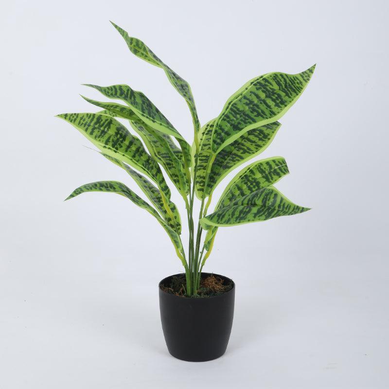Faux Snake Plant With Black Plastic Pot (50 cms) - Set Of Two media 4