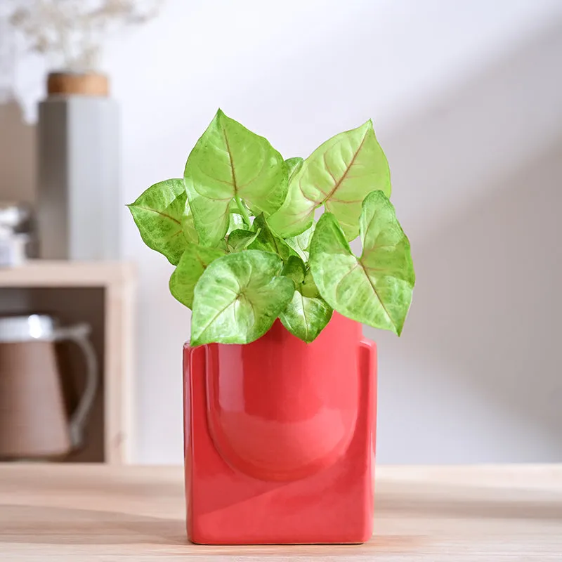 Ugaoo Minimalica Ceramic Planter - Red media 2