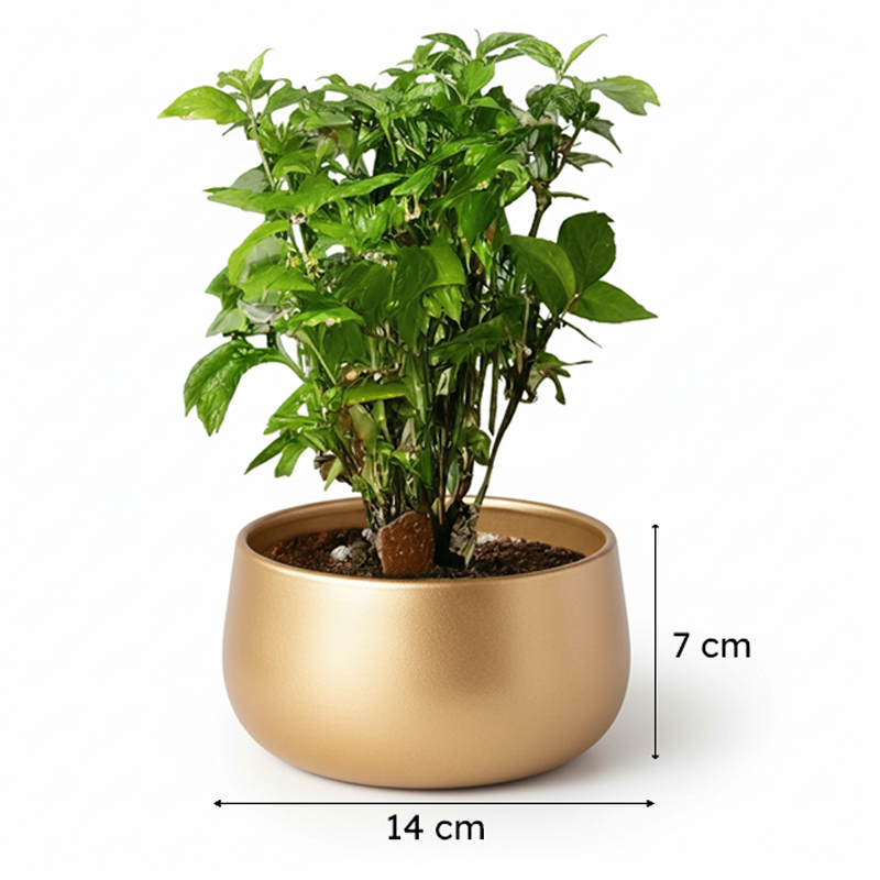 Utmi Golden Planter media 6