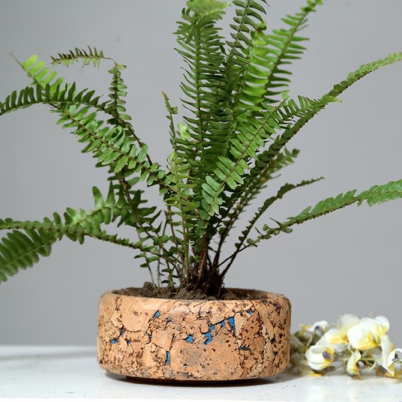 Coastal Cork Planter media 5