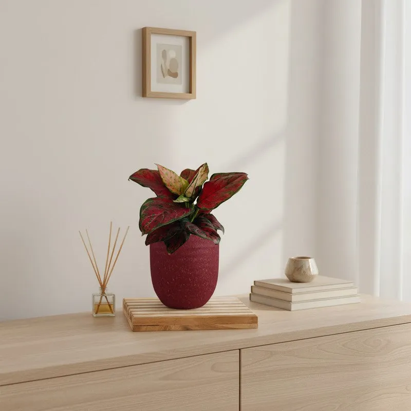 Greenkin Aglaonema Red Beauty Live Plant - Maroon media 1