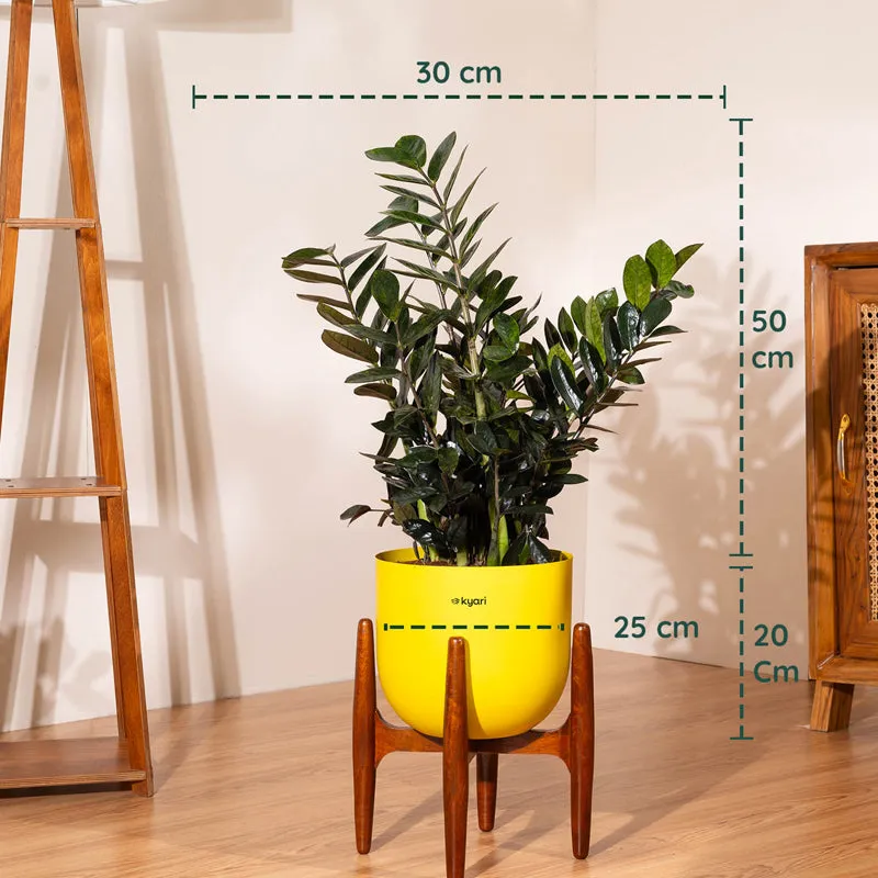 Kyari ZZ Plant With Metal Self Watering Pot (Yellow) - 2.4 Feet media 5