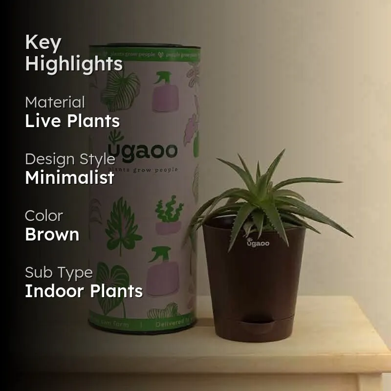Ugaoo Aloe Vera Green Mini Plant media 2
