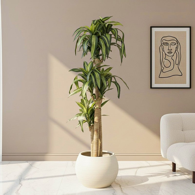 Veltura Artificial Dracaena Green Tree With Black Plastic Pot 5.7 ft