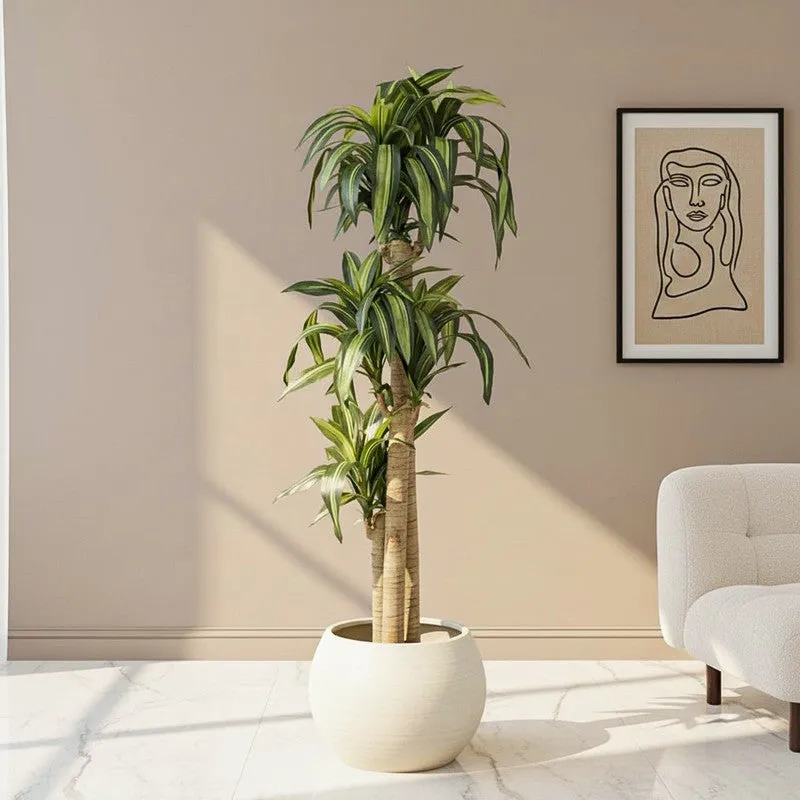 Veltura Artificial Dracaena Green Tree With Black Plastic Pot 5.7 ft media 1