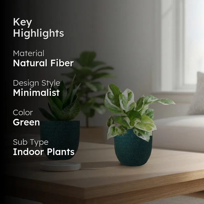 Greenkin Money Plant & Snake Live Plants (Green) - Set Of Two media 2